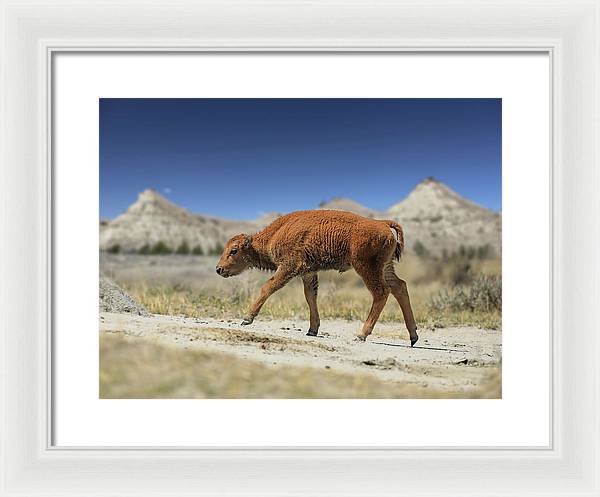 Badlands Baby Bison Walking - Framed Print