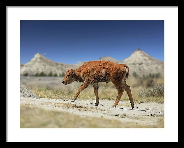 Badlands Baby Bison Walking - Framed Print