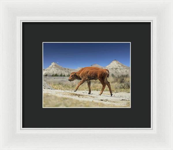 Badlands Baby Bison Walking - Framed Print