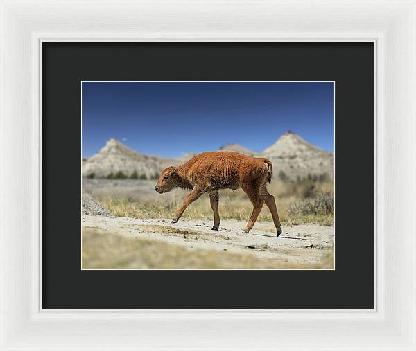 Badlands Baby Bison Walking - Framed Print