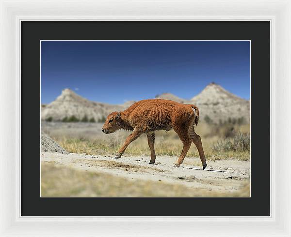 Badlands Baby Bison Walking - Framed Print