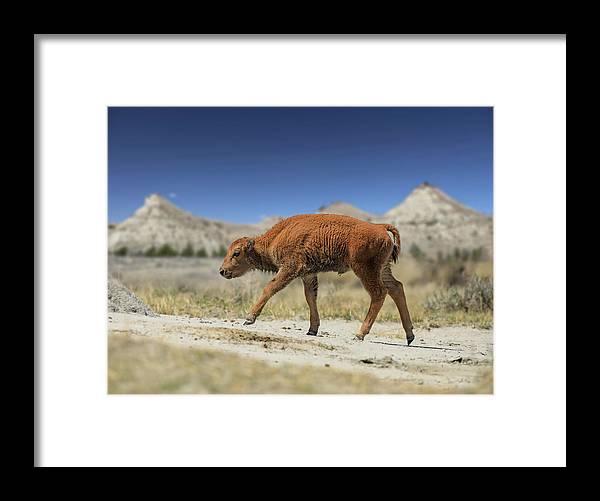 Badlands Baby Bison Walking - Framed Print