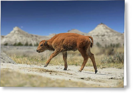 Badlands Baby Bison Walking - Greeting Card