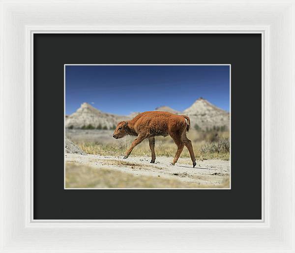 Badlands Baby Bison Walking - Framed Print