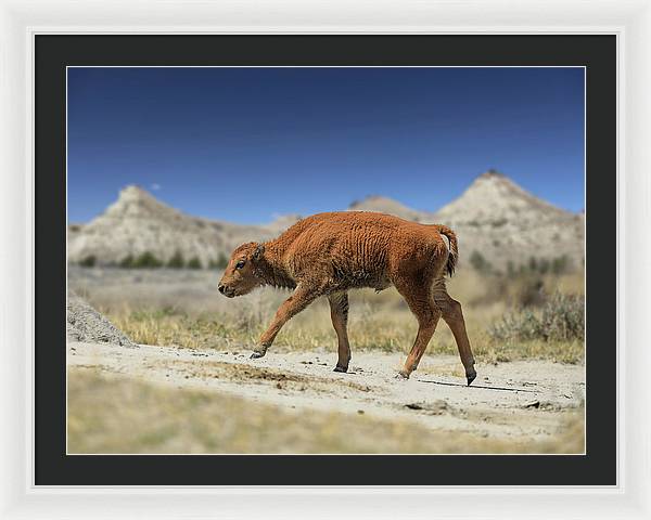 Badlands Baby Bison Walking - Framed Print