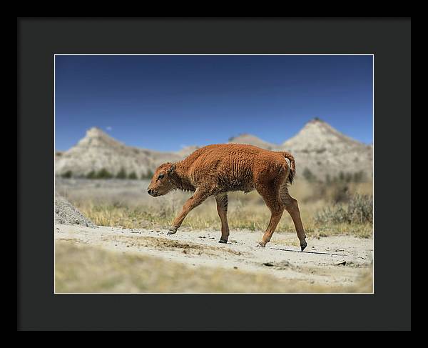 Badlands Baby Bison Walking - Framed Print