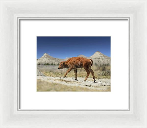 Badlands Baby Bison Walking - Framed Print