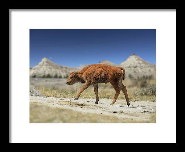 Badlands Baby Bison Walking - Framed Print