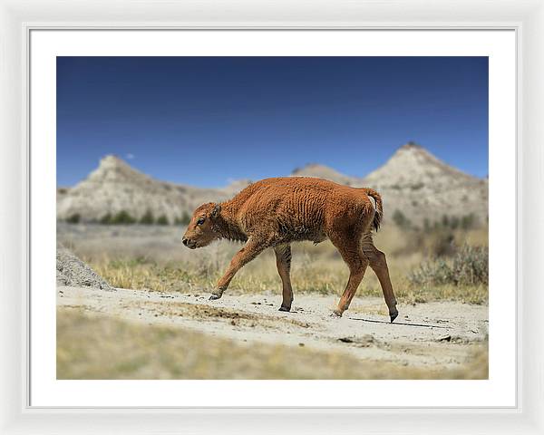 Badlands Baby Bison Walking - Framed Print