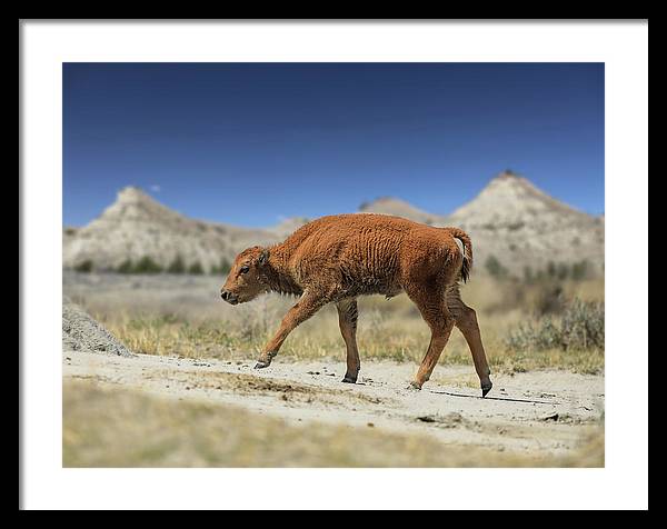 Badlands Baby Bison Walking - Framed Print