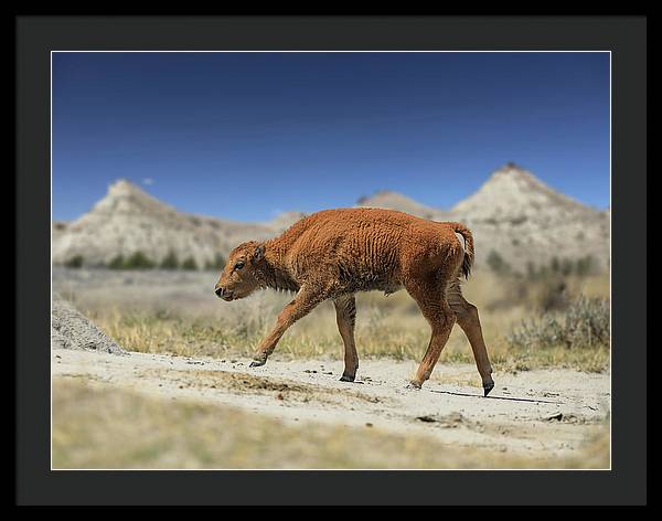 Badlands Baby Bison Walking - Framed Print