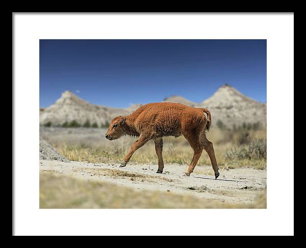 Badlands Baby Bison Walking - Framed Print