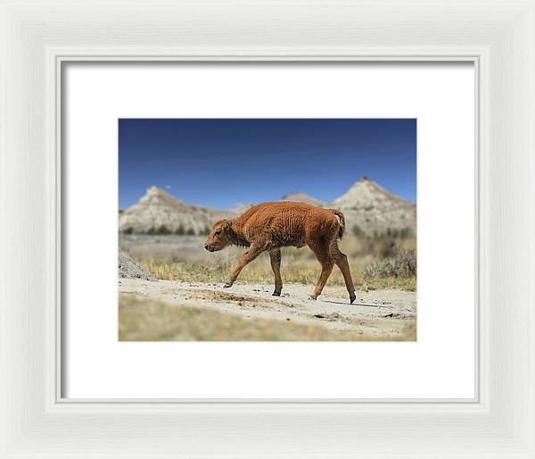 Badlands Baby Bison Walking - Framed Print