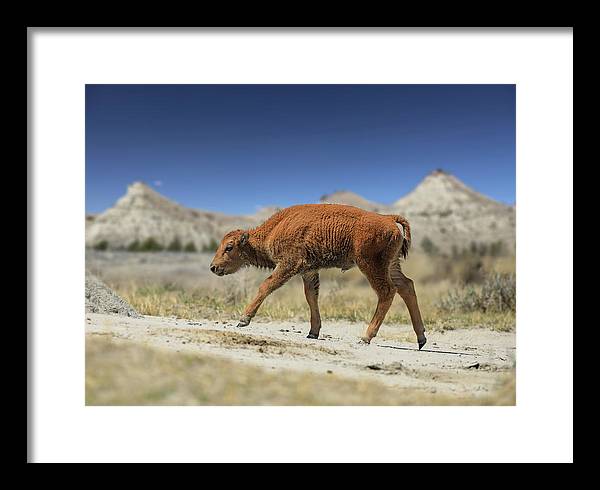 Badlands Baby Bison Walking - Framed Print