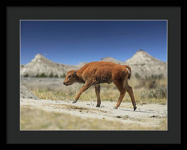 Badlands Baby Bison Walking - Framed Print