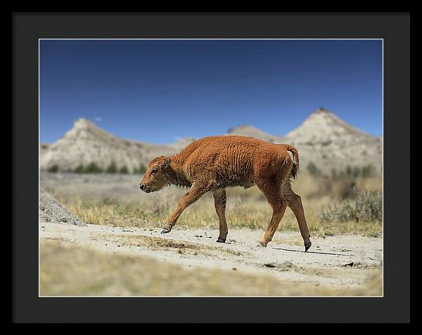 Badlands Baby Bison Walking - Framed Print