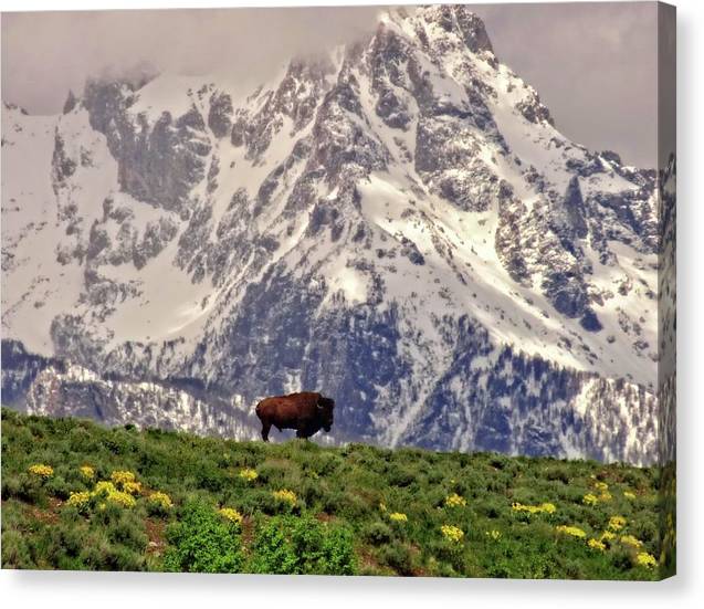 Spring Bison In Grand Teton National Park - Canvas Print