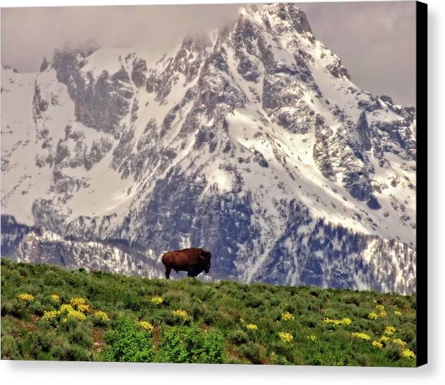 Spring Bison In Grand Teton National Park - Canvas Print