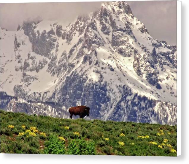 Spring Bison In Grand Teton National Park - Canvas Print