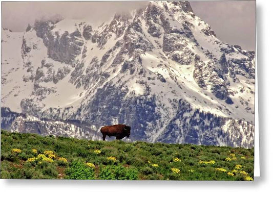 Spring Bison In Grand Teton National Park - Greeting Card