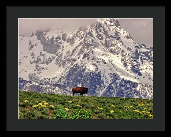 Spring Bison In Grand Teton National Park - Framed Print