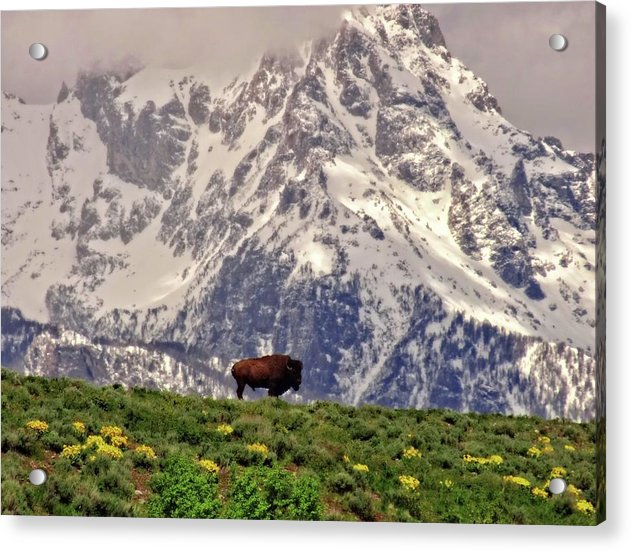 Spring Bison In Grand Teton National Park - Acrylic Print