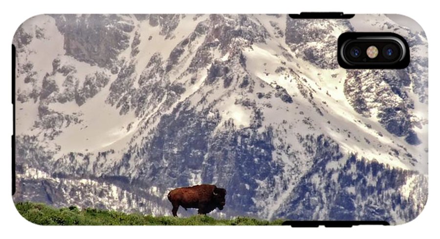 Spring Bison In Grand Teton National Park - Phone Case