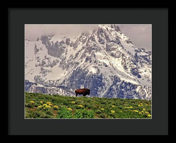 Spring Bison In Grand Teton National Park - Framed Print