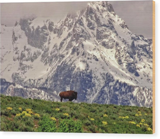 Spring Bison In Grand Teton National Park - Wood Print