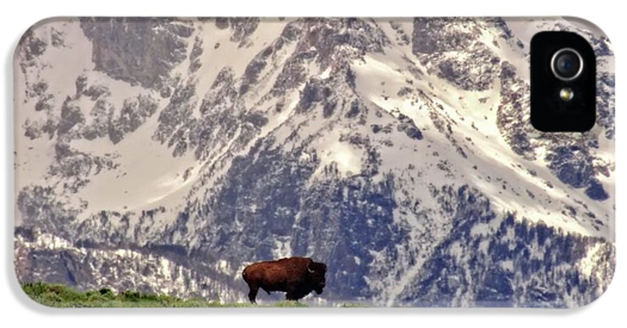 Spring Bison In Grand Teton National Park - Phone Case