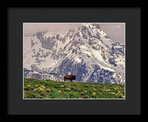 Spring Bison In Grand Teton National Park - Framed Print