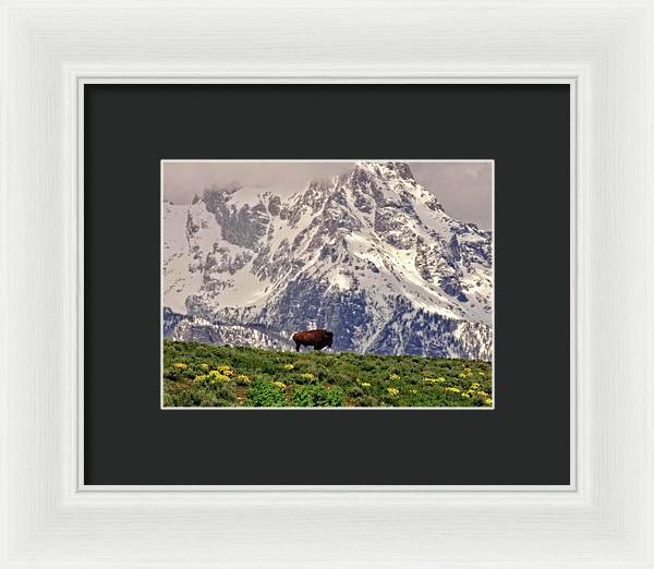 Spring Bison In Grand Teton National Park - Framed Print