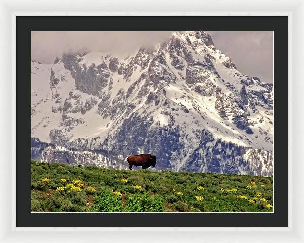 Spring Bison In Grand Teton National Park - Framed Print