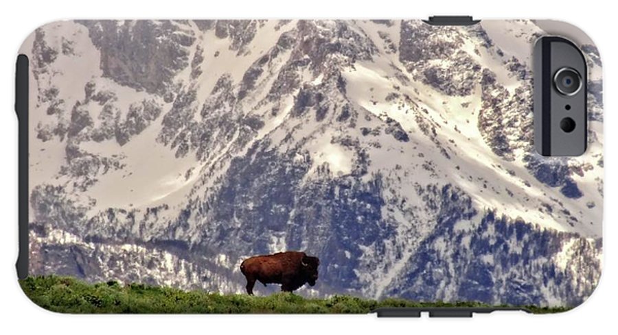 Spring Bison In Grand Teton National Park - Phone Case