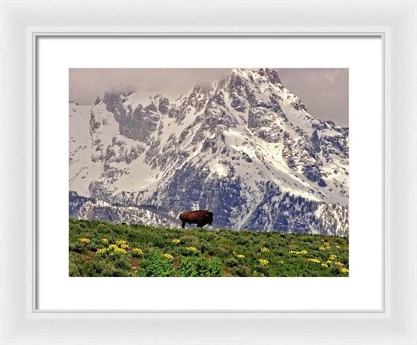 Spring Bison In Grand Teton National Park - Framed Print