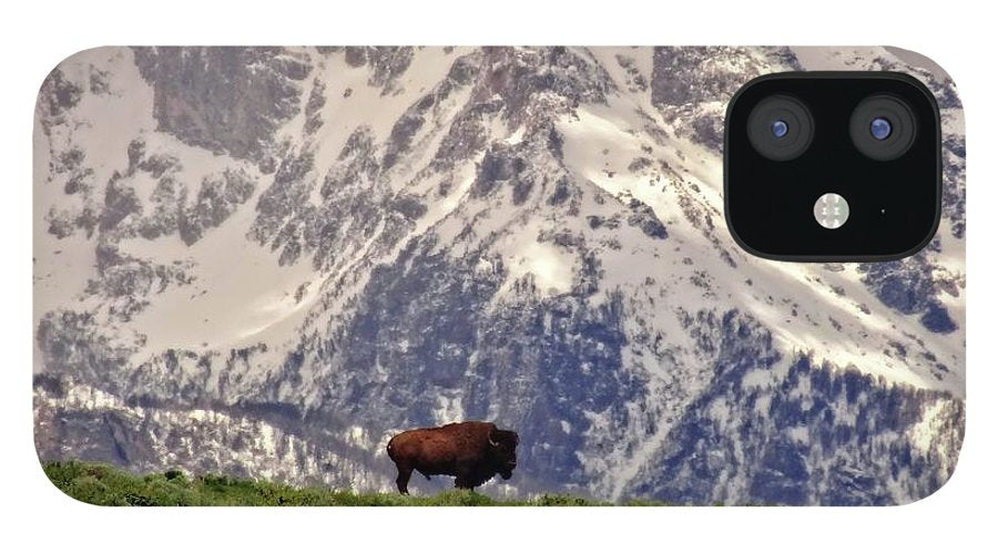 Spring Bison In Grand Teton National Park - Phone Case