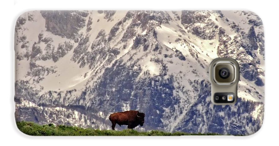 Spring Bison In Grand Teton National Park - Phone Case