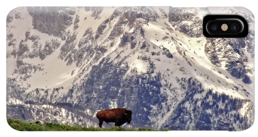 Spring Bison In Grand Teton National Park - Phone Case