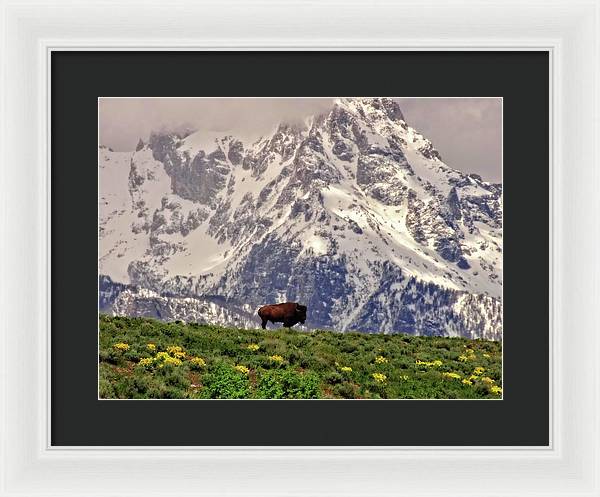 Spring Bison In Grand Teton National Park - Framed Print