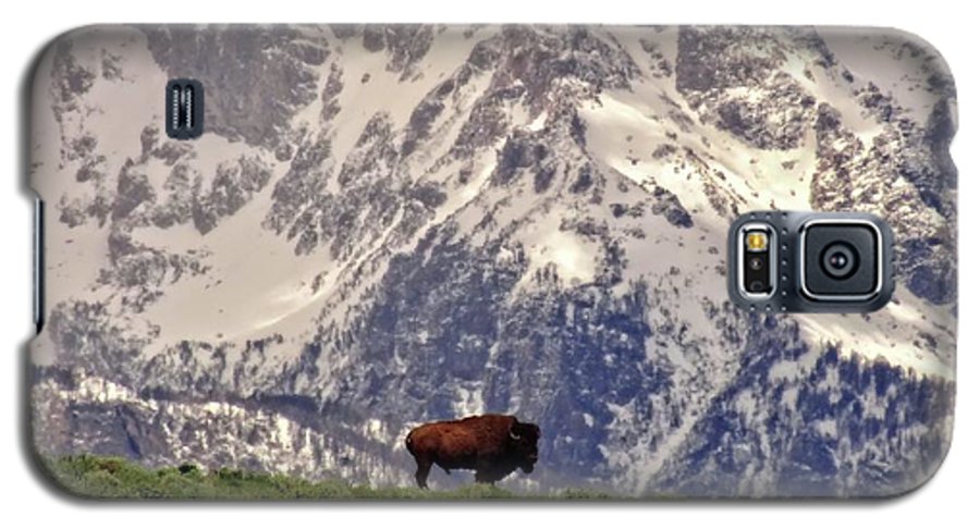 Spring Bison In Grand Teton National Park - Phone Case