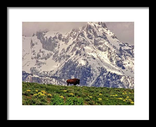 Spring Bison In Grand Teton National Park - Framed Print