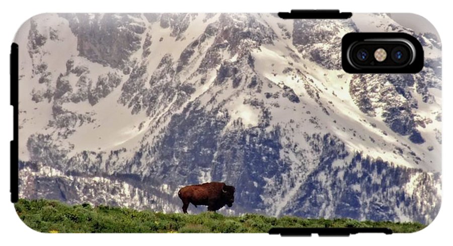 Spring Bison In Grand Teton National Park - Phone Case