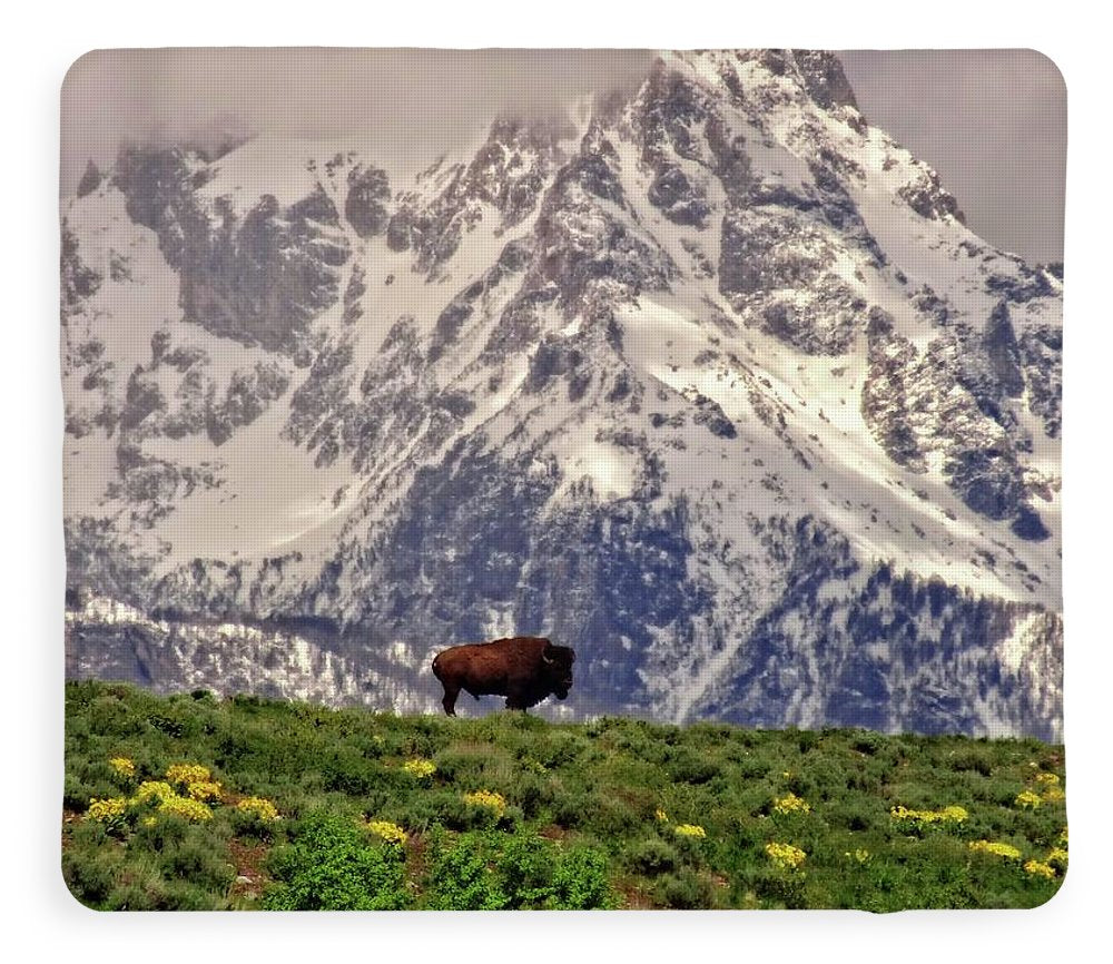 Spring Bison In Grand Teton National Park - Blanket