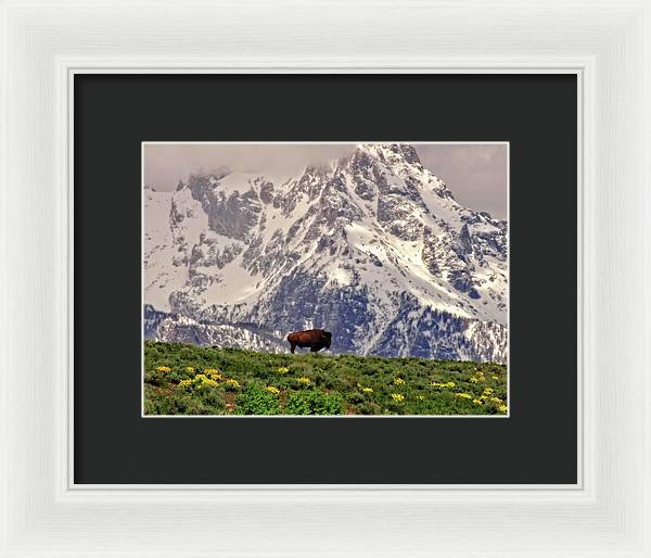 Spring Bison In Grand Teton National Park - Framed Print