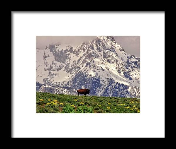 Spring Bison In Grand Teton National Park - Framed Print