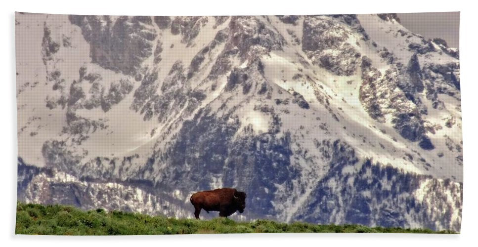 Spring Bison In Grand Teton National Park - Beach Towel