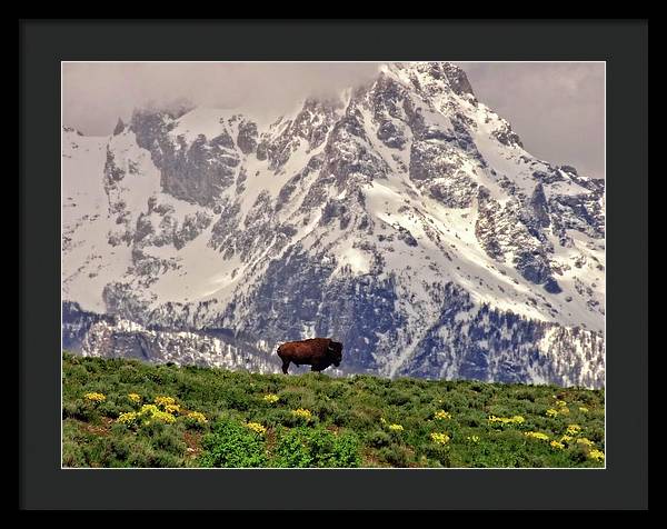 Spring Bison In Grand Teton National Park - Framed Print