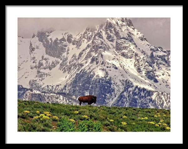 Spring Bison In Grand Teton National Park - Framed Print