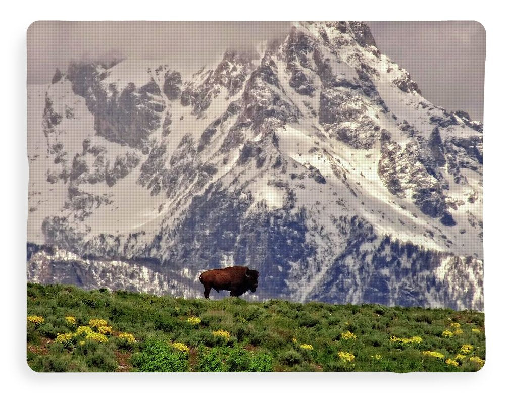 Spring Bison In Grand Teton National Park - Blanket