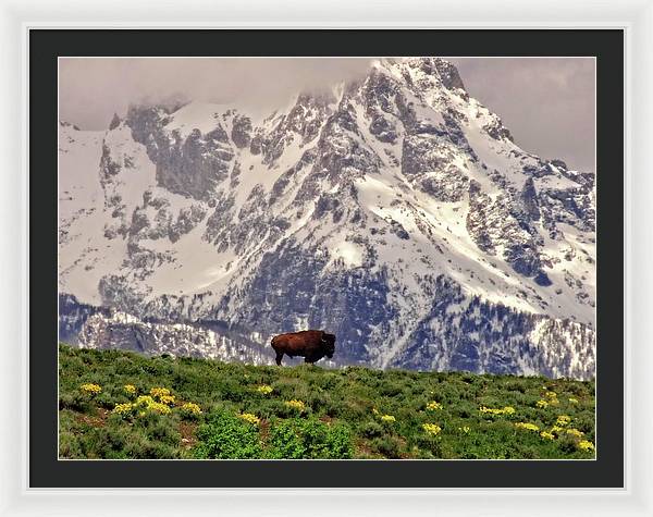 Spring Bison In Grand Teton National Park - Framed Print